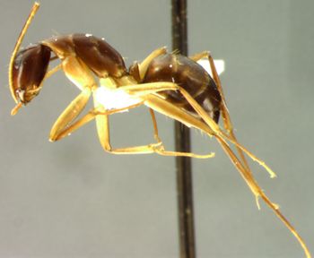Media type: image; Entomology 26112   Aspect: habitus lateral view